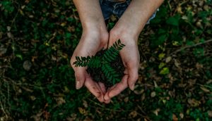 Plan in a hand, nature, eco, outdoor, green, earth, sustainable, enviroment
