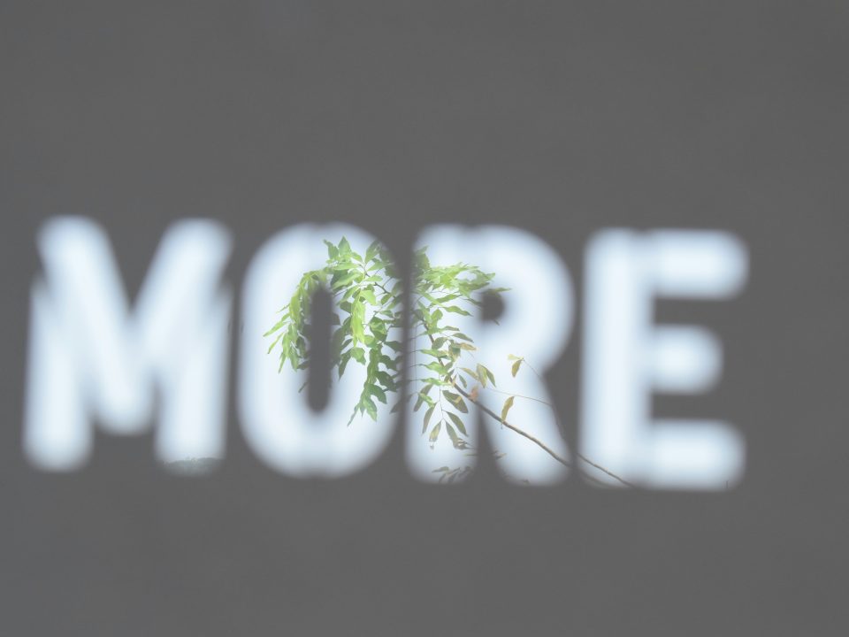 Graphic with the word more on it and a green leaf